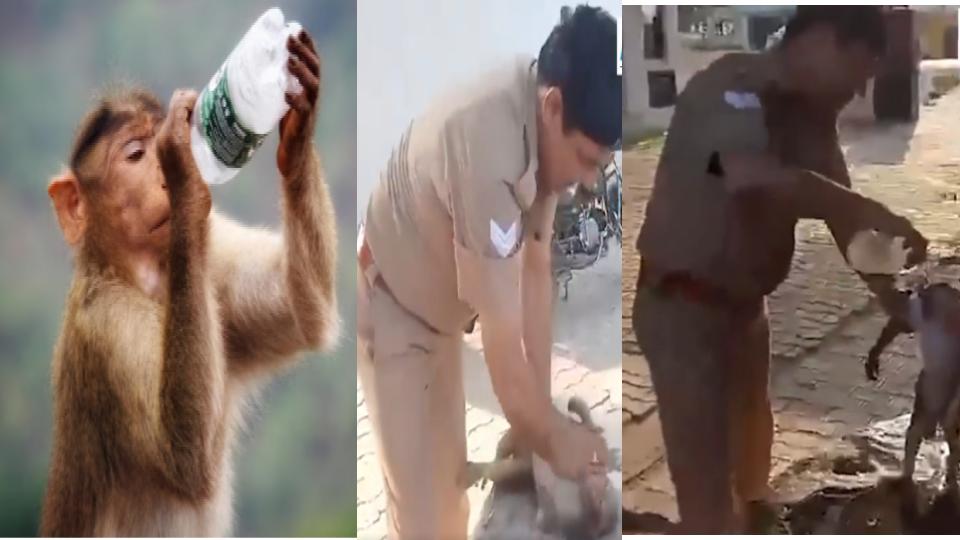 Video of UP cop performs CPR on monkey and saves its life