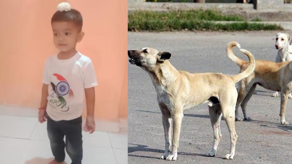 3 year old boy dies after being attacked by stray dog in Nagpur