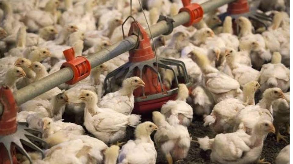 Poultry Farmers Association 