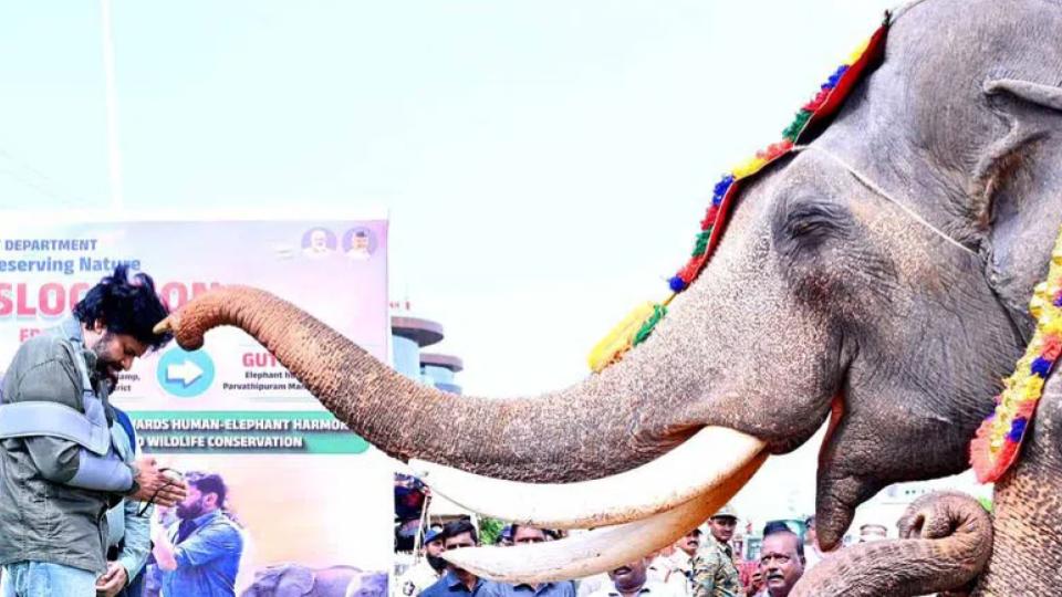 Pawan Kalyan flags off two Kumki elephants to tackle human-elephant conflict