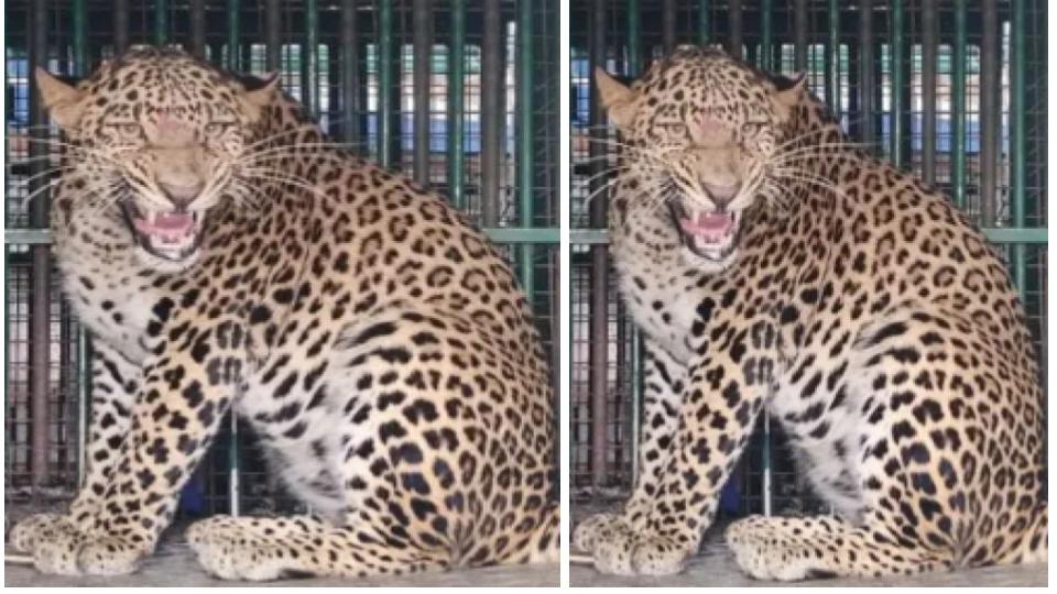 Two leopards captured after sightings in Budgam, Srinagar