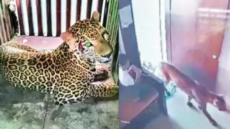 12yearoldtrapsadultleopardinsideofficeinmaharashtra