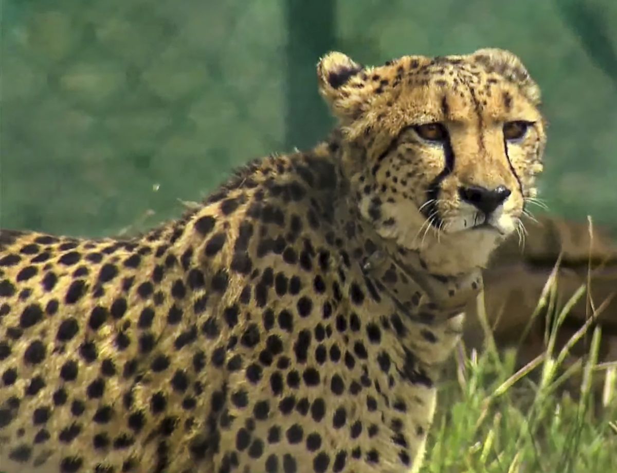  One more cheetah released in Kuno National Park, Madhya Pradesh