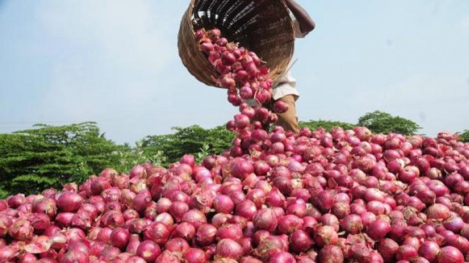 CM Naidu directs officials to procure Onions at Rs 1,200 per quintal