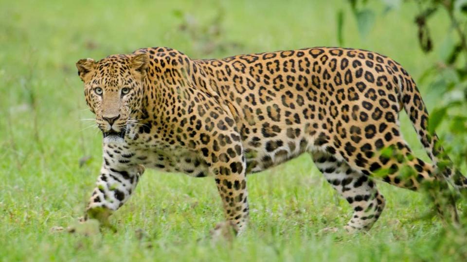 leopardsmigratefromnallamallaforesttokarnatakaforbreeding