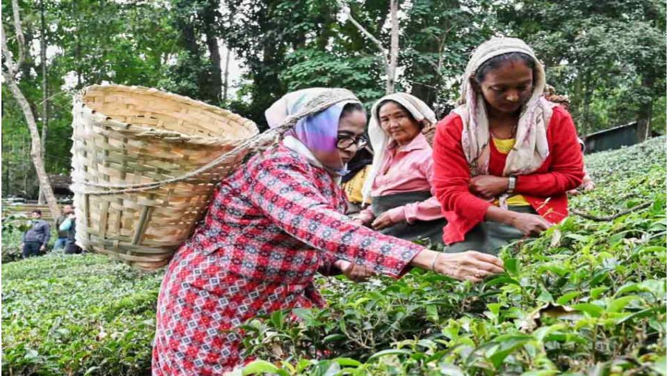 Mamata Banerjee plucks tea leaves at Makaibari tea garden