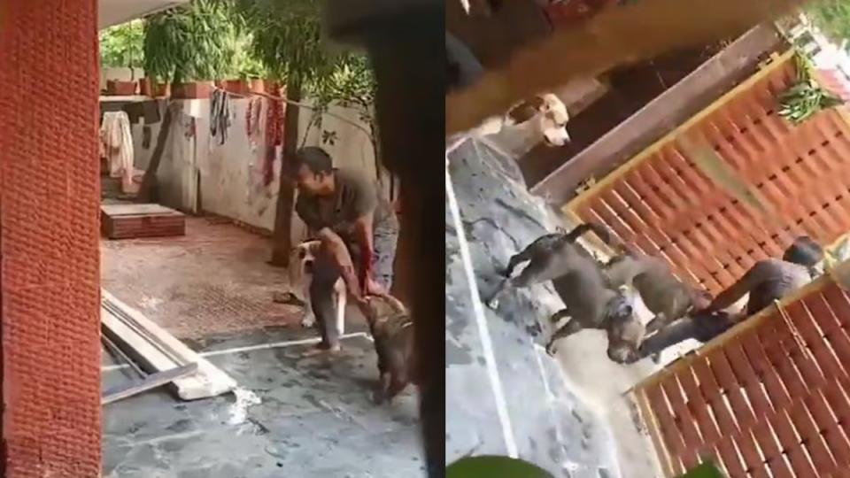 pitbulldogsbrutallyattackdeliverymaninchhattisgarh