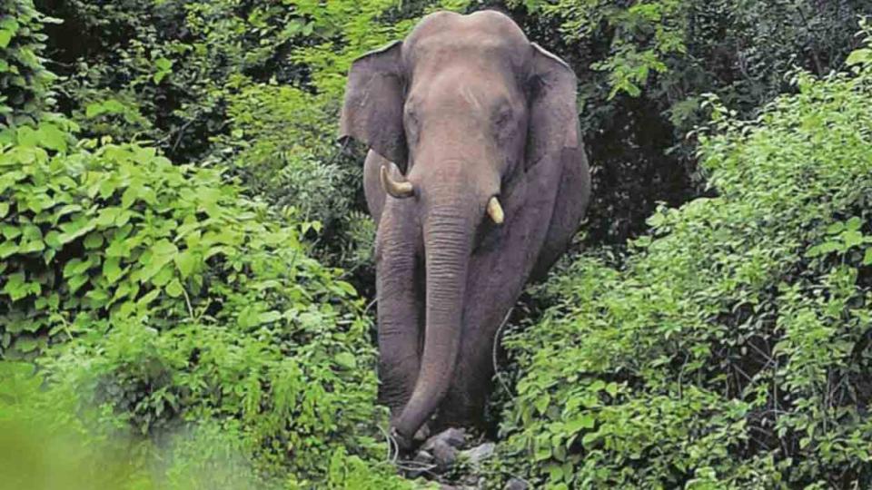 youngfarmertrampledtodeathbyelephantintamilnadu