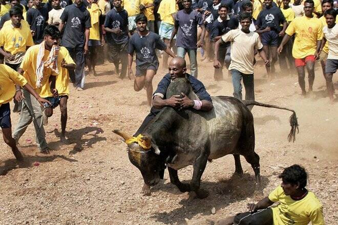 rahulgandhiwitnessesjallikattuintamilnadu