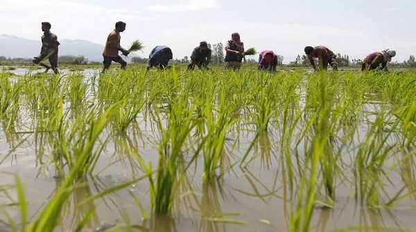 3ordinancesthatwillcorporatiseagriculture:whyfarmersinpunjabharyanaandupareprotesting