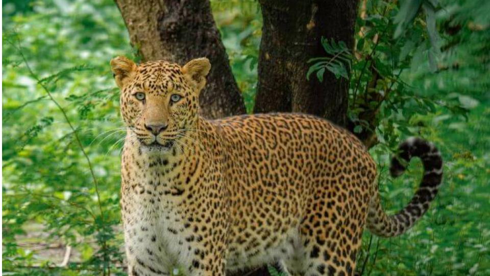 Minor girl killed in leopard attack near Dudhwa National Park