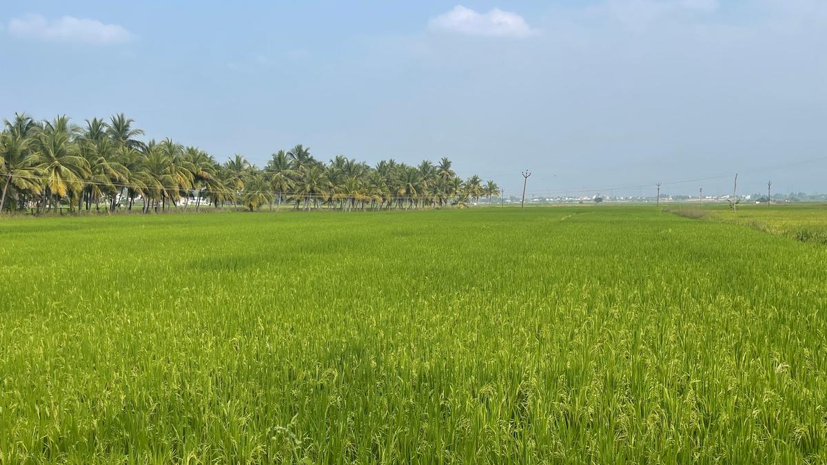 tngovtannouncessplpackageforpaddygrowersinternationalexposurevisitforfarmers