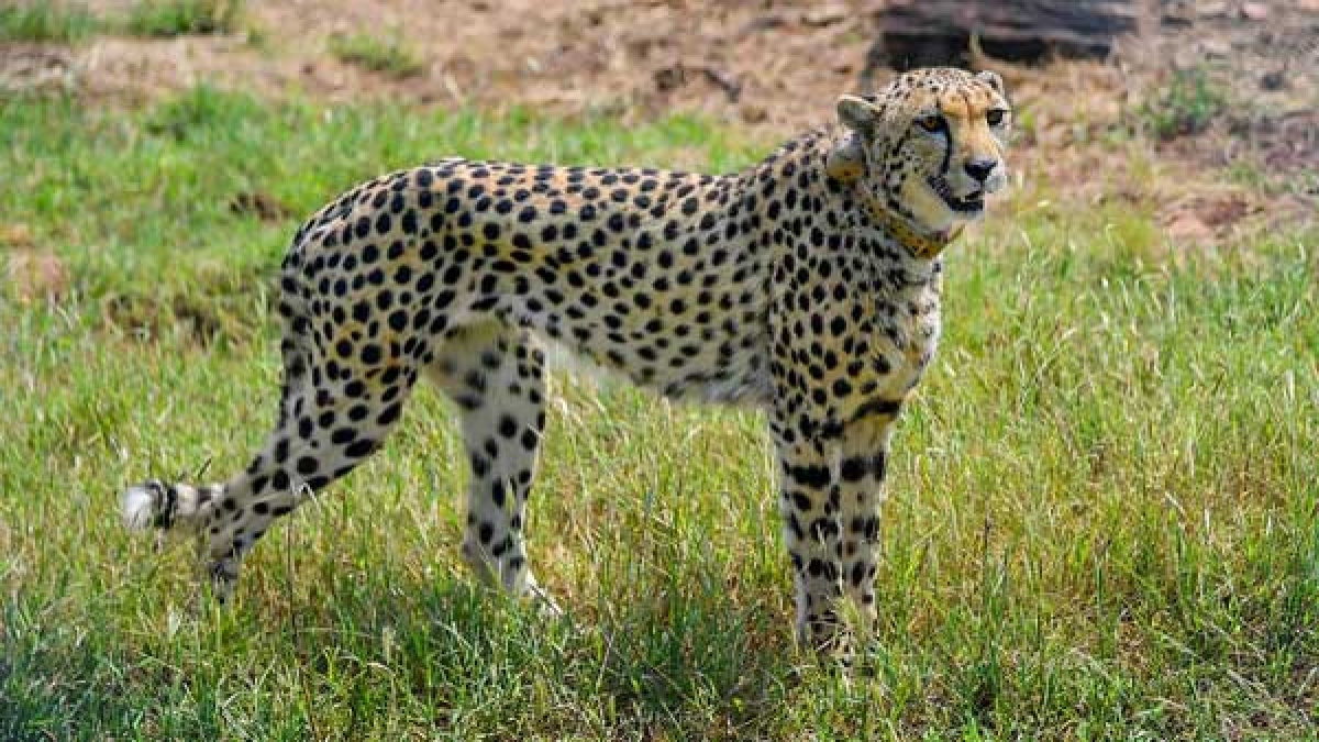 indiainkspactwithsafricatobringcheetahs