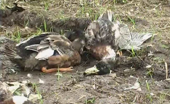 keralaorderscullingafterbirdfluoutbreaks