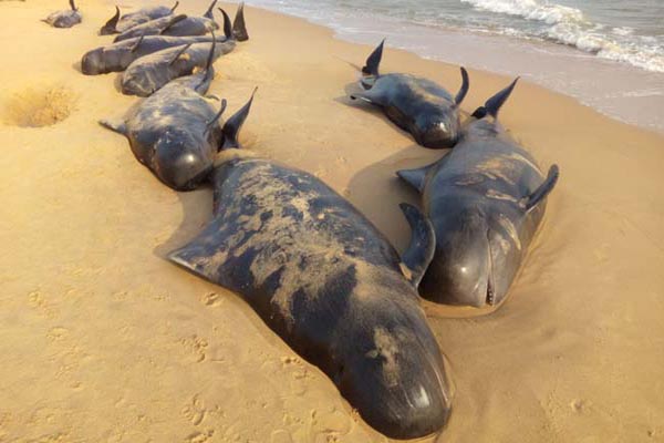 whalesreturningtotheshoresthathadwasheduponabeach