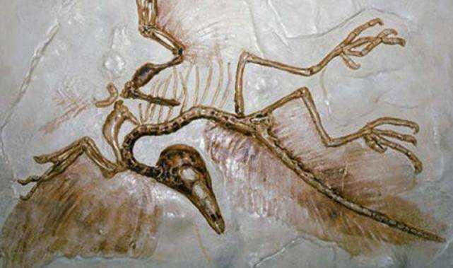 scientistsdiscover11tharchaeopteryxfossiltheoldestyet