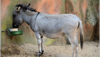 egypt’sdonkeystogetidcardstopreventmeatsale