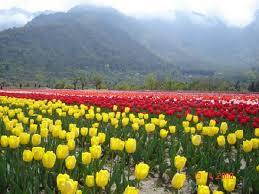 flowerbedeckedkashmirlookstoatouristboom