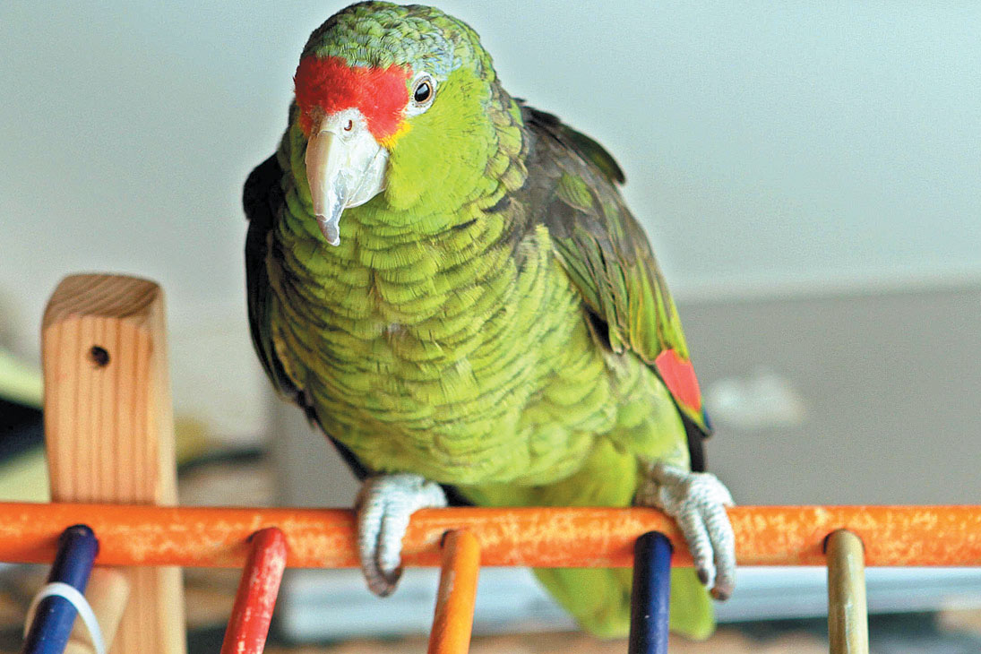 Family parrot exposes cheating husband&#39;s affair to wife.