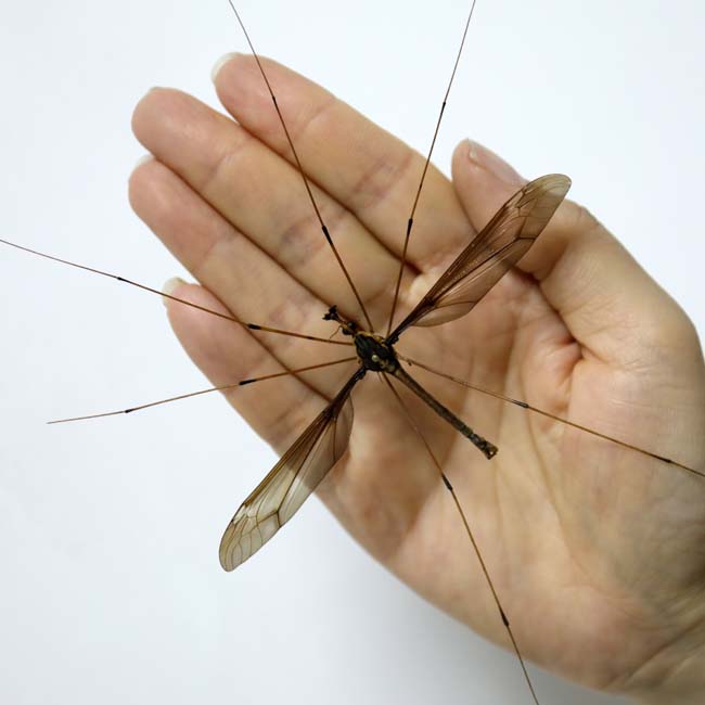 worldsbiggestmosquito