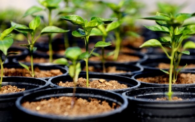 tataprojectslaunchesuniquegreenthumbinitiative