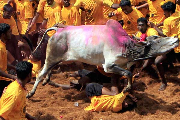 centreclearstamilnaduordinanceonjallikattu