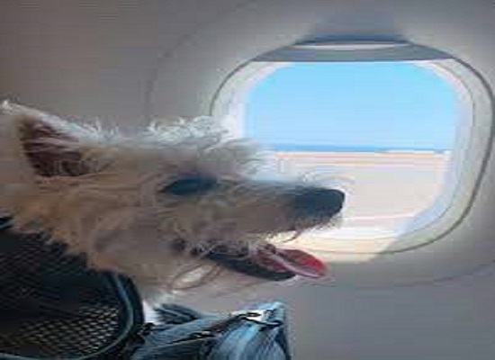 pettotravelinluxurydogownerbooksentireairindiabusinessclasscabin
