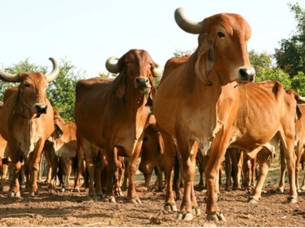 Звуки стадо коров. Животноводство Марокко фото с описанием. Cow lameness.